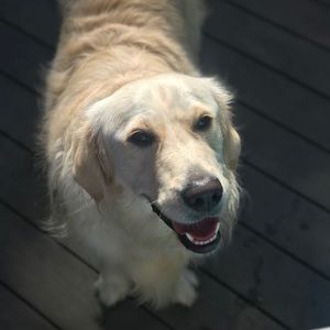 Meet your Posher, Ppatrick